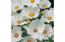 COSMOS BIPINNATUS PURITY SEEDS - PURE WHITE FLOWERS - 50 SEEDS