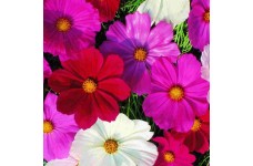 COSMOS BIPINNATUS SENSATION MIX SEEDS - MIXED COLOUR SEEDS - 50 SEEDS