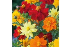 COSMOS SULPHUREUS BRIGHTNESS MIX SEEDS - MIXED COLOUR FLOWERS - 50 SEEDS