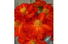 COSMOS SULPHUREUS REDCREST SEEDS - ORANGE RED FLOWERS - 50 SEEDS