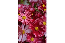 COSMOS VELOUETTE SEEDS - DEEP RED FLOWERS WITH WHITE STRIPES - 50 SEEDS
