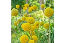 CRASPEDIA GLOBOSA DRUMSTICK SEEDS - GOLDEN DRUM STICK / BILLY BUTTON - 50 SEEDS