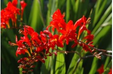 CROCOSMIA MONTBRETIA RED LUCIFER SEEDS - 50 SEEDS