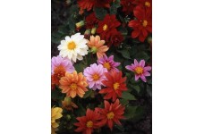DAHLIA VARIABILIS EARLY BIRD MIX - 50 SEEDS