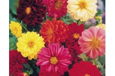 DAHLIA UNWINS DWARF HYBRID SEEDS - 50 SEEDS