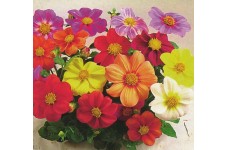 DAHLIA COLTNESS HYBRID MIX SEEDS - MIXED COLOUR FLOWERS - 50 SEEDS