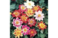 DAHLIA VARIABILIS DWARF DANDY MIX SEEDS - MIXED COLOUR FLOWERS - 50 SEEDS