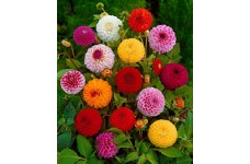 DAHLIA VARIABILIS POMPONE POMPON DOUBLE MIX SEEDS - 50 SEEDS