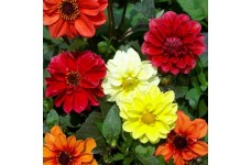 DAHLIA VARIABILIS DWARF RED SKIN MIX SEEDS MIXED COLOUR FLOWERS - 50 SEEDS