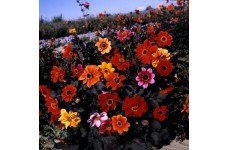 DAHLIA VARIABILIS BISHOPS CHILDREN SEEDS - MIXED COLOURS - 25 SEEDS