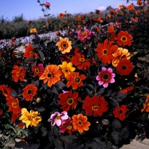 DAHLIA VARIABILIS BISHOPS CHILDREN SEEDS - MIXED COLOURS - 25 SEEDS