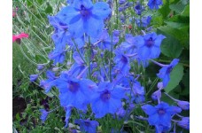 DELPHINIUM GRANDIFLORA BLUE BUTTERFLY SEEDS - VIVID BLUE FLOWERS - 50 SEEDS