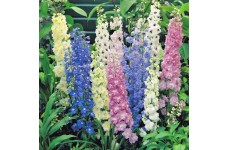 DELPHINIUM CROWN PACIFIC MIX SEEDS - MIXED COLOUR FLOWERS - 50 SEEDS