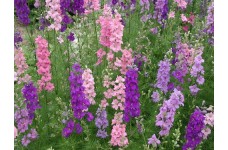 DELPHINIUM LARKSPUR GIANT IMPERIAL MIXED SEEDS - MIXED CLOUR FLOWERS - 100 SEEDS
