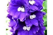 DELPHINIUM KING ARTHUR SEEDS - PURPLE FLOWERS - 50 SEEDS