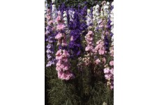 DELPHINIUM LARKSPUR GIANT HYACINTH MIX SEEDS - CONSOLIDA AJACIS - 100 SEEDS