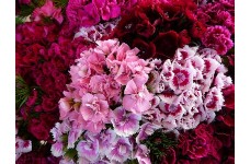 DIANTHUS BARBATUS SEEDS - SWEET WILLIAM DOUBLE MIX SEEDS - 250 SEEDS