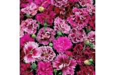 DIANTHUS CHINENSIS INDIAN PINK MIX / CHINA PINK SEEDS - 250 SEEDS