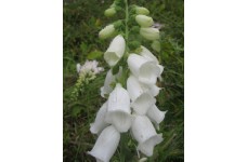 DIGITALIS PURPUREA ALBA WHITE FOXGLOVE SEEDS - 500 SEEDS