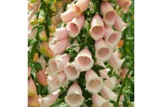 DIGITALIS PURPUREA APRICOT FOXGLOVE SEEDS - 500 SEEDS