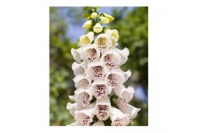 DIGITALIS PURPUREA ELSIE KELSEY FOXGLOVE SEEDS - WHITE & PURPLE - 100 SEEDS
