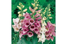 DIGITALIS PURPUREA FOXY FOXGLOVE SEEDS - MIXED COLOURS - 500 SEEDS