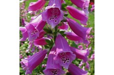 DIGITALIS PURPUREA NATIVE FOXGLOVE - PURPLE FOXGLOVE - 500 SEEDS