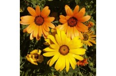 DIMORPHOTHECA SINUATA - AFRICAN DAISY SEEDS - 100 SEEDS