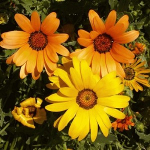 DIMORPHOTHECA SINUATA - AFRICAN DAISY SEEDS - 100 SEEDS