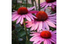ECHINACEA PURPUREA SEEDS - PURPLE CONEFLOWER - 50 SEEDS