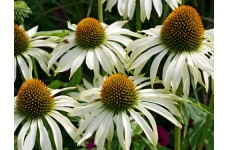 ECHINACEA PURPUREA WHITE SWAN SEEDS - WHITE CONEFLOWER - 25 SEEDS