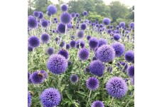 ECHINOPS RITRO BLUE SEEDS - GLOBETHISTLE / GLOBE THISTLE - BLUE HEADS - 25 SEEDS