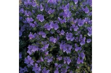 ECHIUM VULGARE BLUE BEDDER SEEDS - BLUE BELL SHAPED FLOWERS - 100 SEEDS