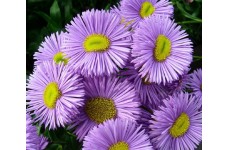 ERIGERON SPECIOSUS AZURE FAIRY SEEDS - BLUE LILAC FLEABANE DAISY - 150 SEEDS