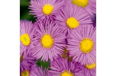 ERIGERON SPECIOSUS PINK JEWEL SEEDS - PINK FLEABANE DAISY - 100 SEEDS