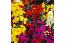 ERYSIMUM CHEIRI ENGLISH BEDDING MIX SEEDS - ENGLISH WALLFLOWER - 150 SEEDS