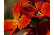 ERYSIMUM CHEIRI - FIRE KING SEEDS - ORANGE ENGLISH WALLFLOWER - 150 SEEDS