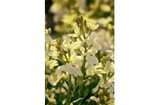 ERYSIMUM CHEIRI - IVORY WHITE SEEDS - WHITE ENGLISH WALLFLOWER - 150 SEEDS