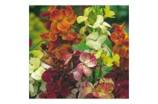 ERYSIMUM CHEIRI MY FAIR LADY MIX SEEDS - ENGLISH WALLFLOWER - 150 SEEDS