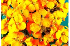 ERYSIMUM CHEIRI - CLOTH OF GOLD - WALLFLOWER - 150 SEEDS