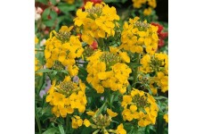 ERYSIMUM CHEIRI - GOLDEN - DWARF BEDDING WALLFLOWER  - 150 SEEDS