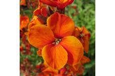 ERYSIMUM CHEIRI ORANGE BEDDER WALLFLOWER SEEDS - DWARF BEDDING - 100 SEEDS
