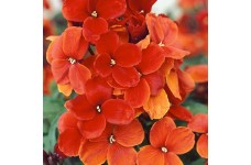 ERYSIMUM CHEIRI SCARLET EMPEROR WALLFLOWER SEEDS - 100 SEEDS
