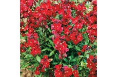 ERYSIMUM CHEIRI SCARLET BEDDER WALLFLOWER SEEDS - DWARF BEDDING - 100 SEEDS