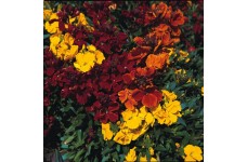 ERYSIMUM CHEIRI WALLFLOWER TOM THUMB MIX SEEDS - DWARF BEDDING - 100 SEEDS