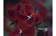 ERYSIMUM CHEIRI VULCAN WALLFLOWER SEEDS - DEEP CRIMSON BEDDING - 100 SEEDS