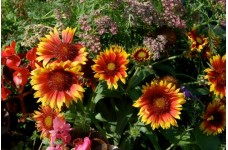 GAILLARDIA ARISTATA GRANDIFLORA MIXED SEEDS - BLANKET FLOWER - 100 SEEDS