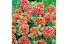 GAILLARDIA SUNDANCE BI-COLOUR SEEDS - 50 SEEDS