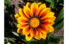GAZANIA SUNSHINE HYBRID MIX SEEDS - 25 SEEDS