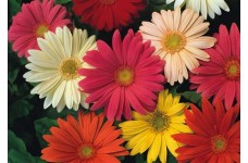 GERBERA JAMESONII HYBRID MIX SEEDS - 25 SEEDS